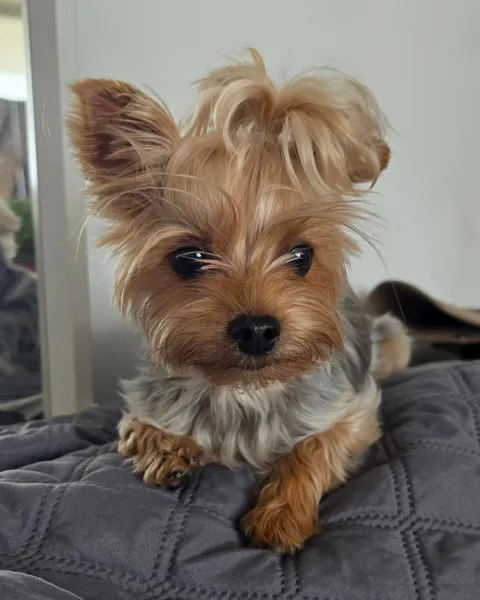 Peaches says good morning