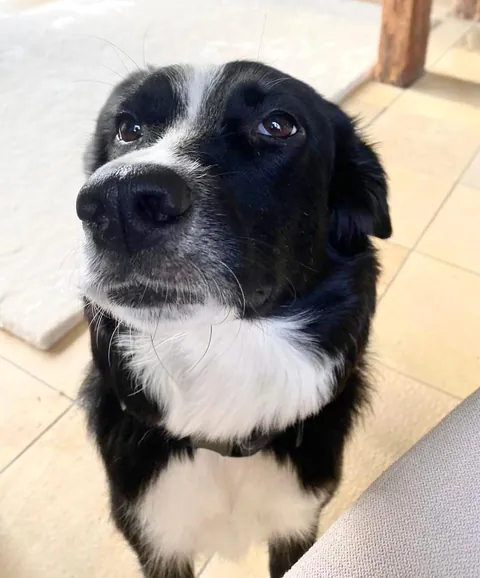 Originally didn’t want the dog but what can you do against a Face like that