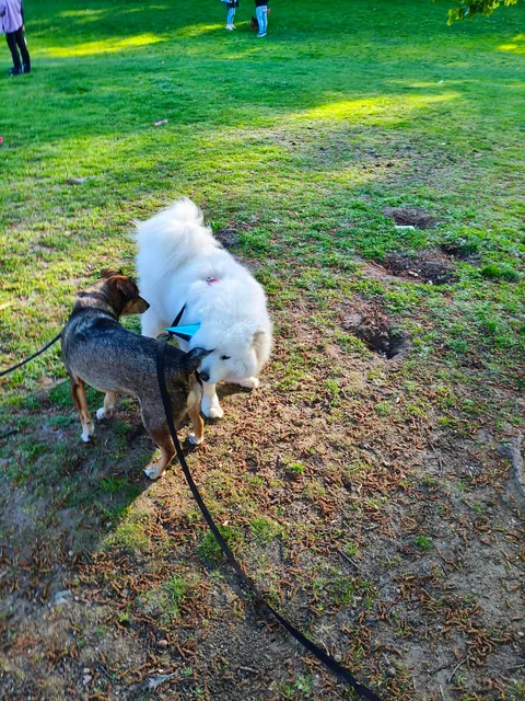 I went to Alori's dog birthday - delivered!