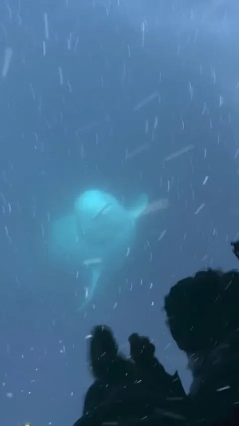 Beluga whale returns a girl's phone which accidentally fell into the water