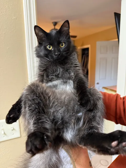 My cat is …. Changing colors? This