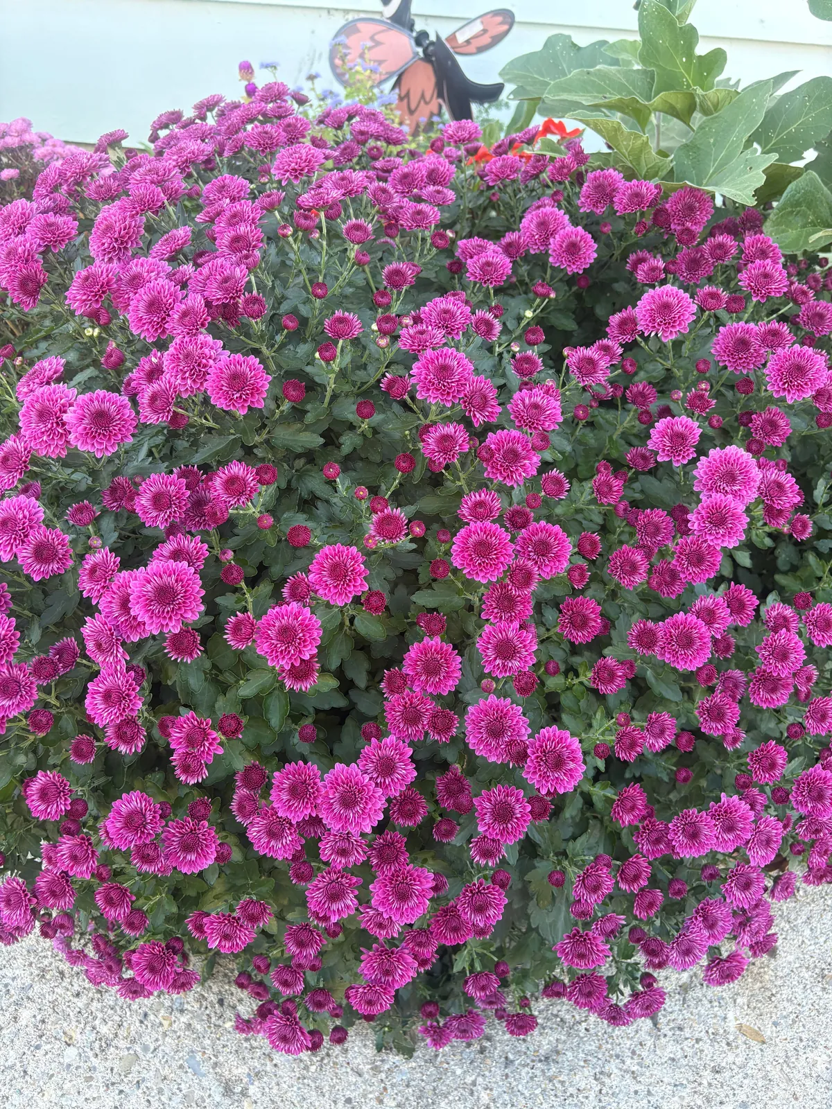 Planted mums in the ground last fall and they have quadrupled in size!!!