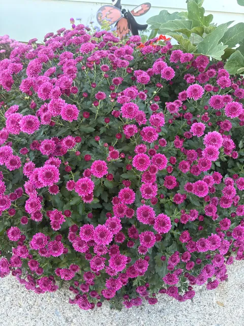 Planted mums in the ground last fall and they have quadrupled in size!!!