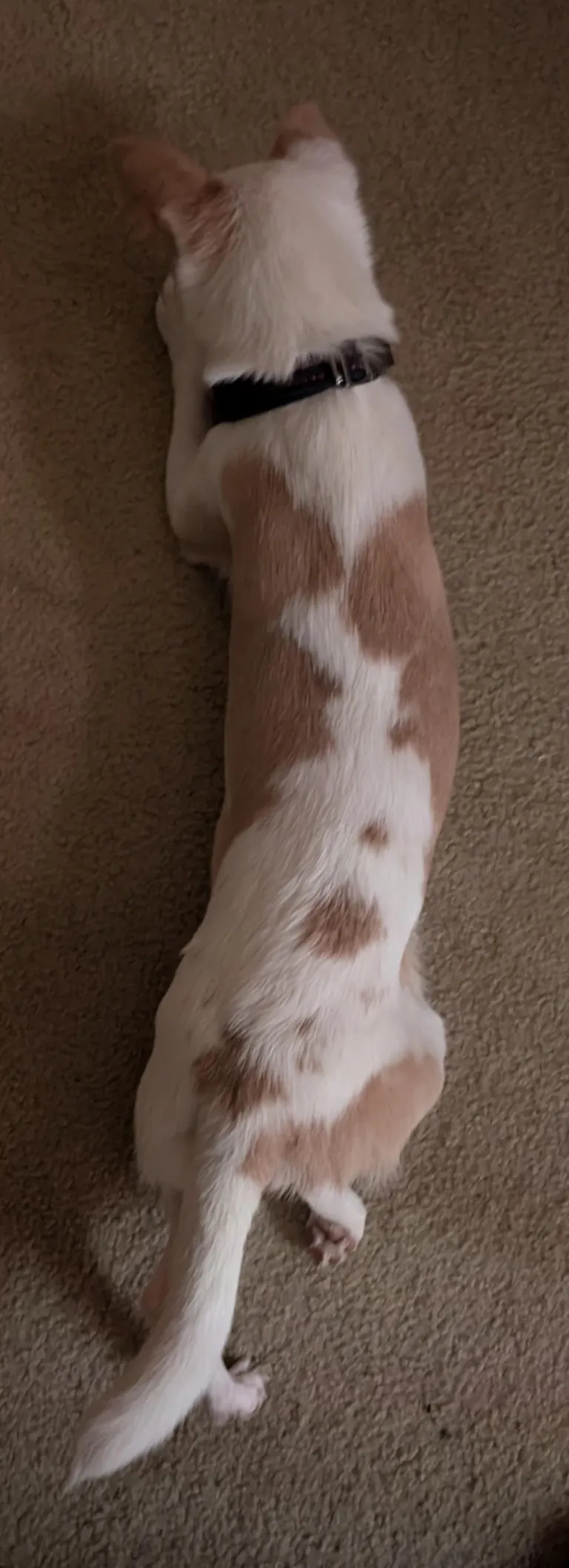 I haven't had my own pup in 12 years, I got the perfect one, his name is Franklin, and he loves everyone.