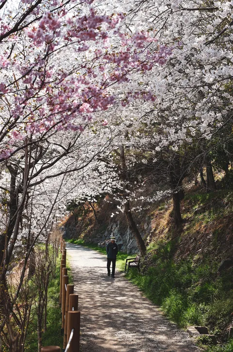 Sakura Busan April'25: A dream with cherry blossoms