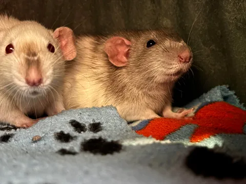 New fosters! (pray i don’t give in to their cuteness and adopt)