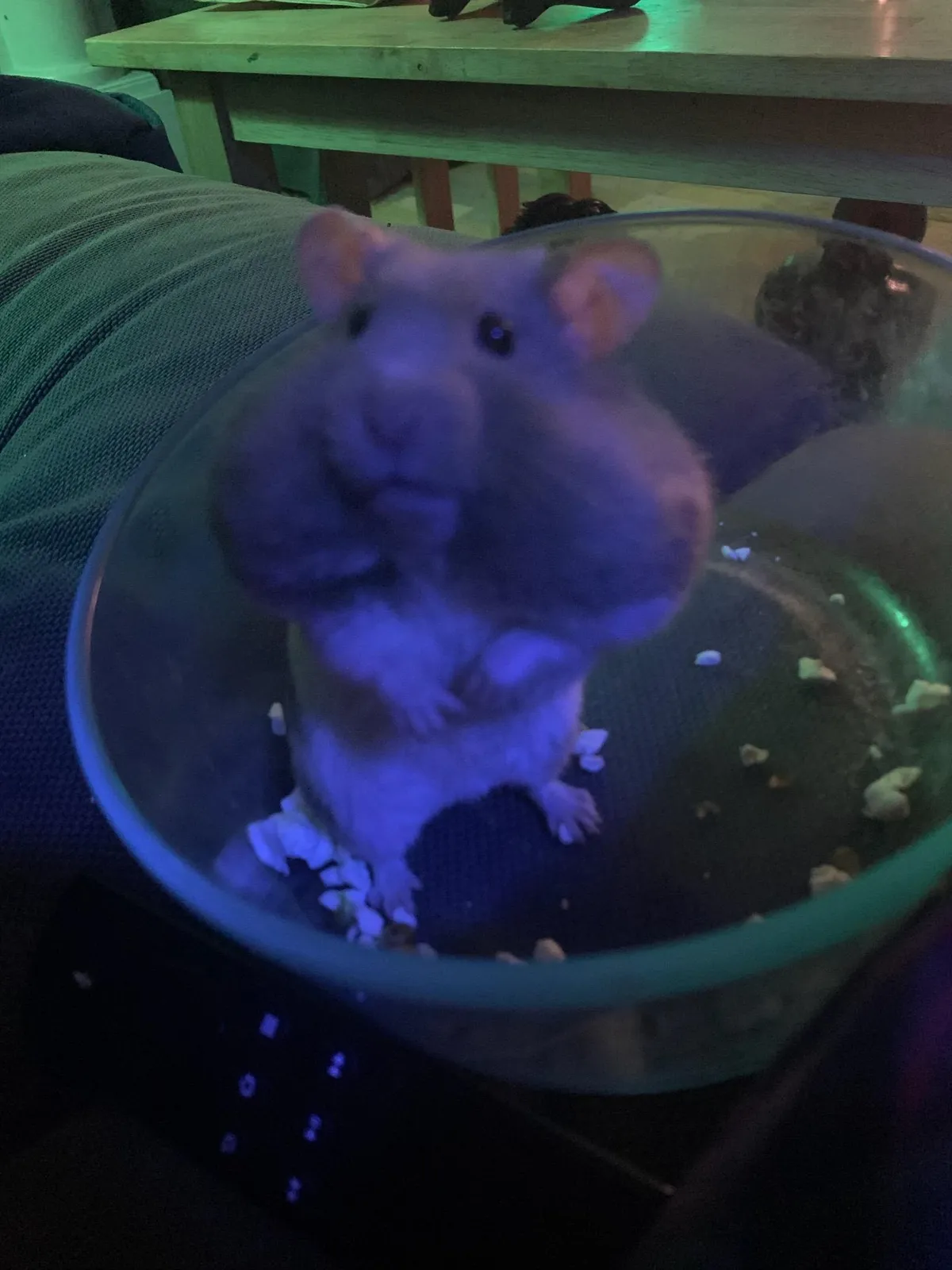 My cousin's hamster after eating a ton of popcorn