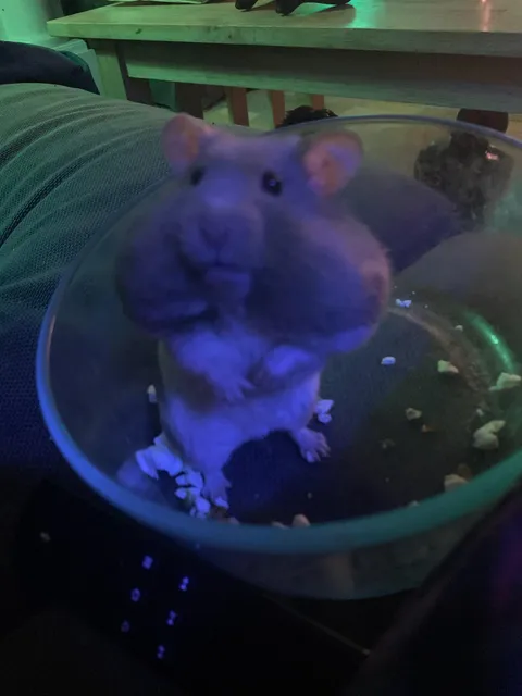 My cousin's hamster after eating a ton of popcorn