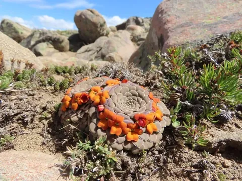 hello!! I'm going to show you these natural beauties!! They are in a protected park in the mountains!! We can't touch them but we can take photos of them!!