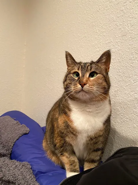 My Aunt passed away, now I have a cat.