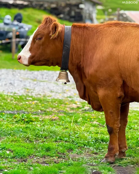 Switzerland 🇨🇭- Brienz Lake, Brienz Rothorn Bahn, Brienz Town