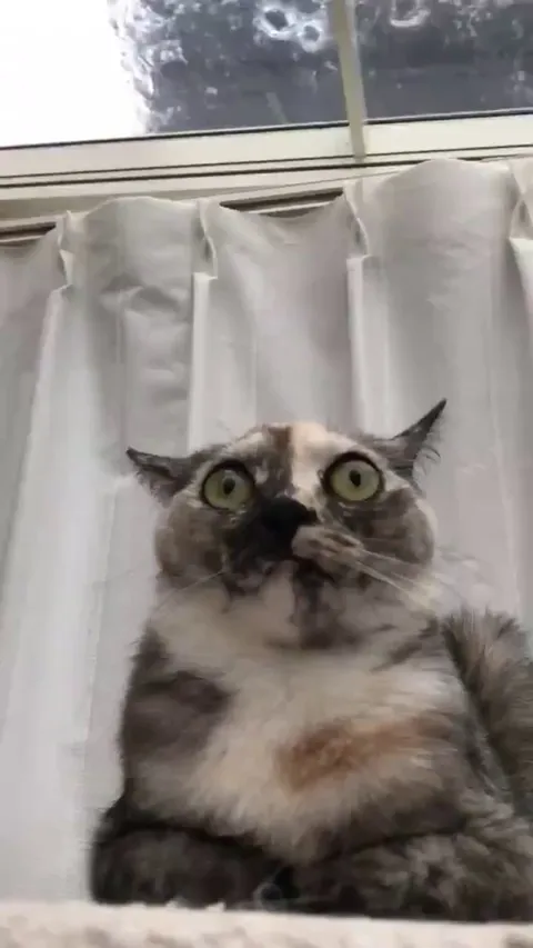 Cat bravely endures the end of the world