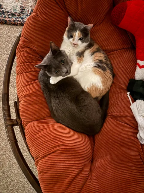 My sweet girl went for a routine vet procedure and didn’t come home