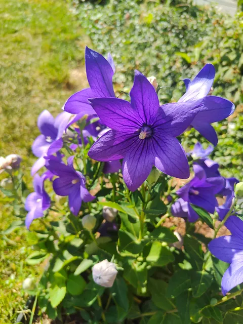 No one cares much about my flowers so I thought to share them here