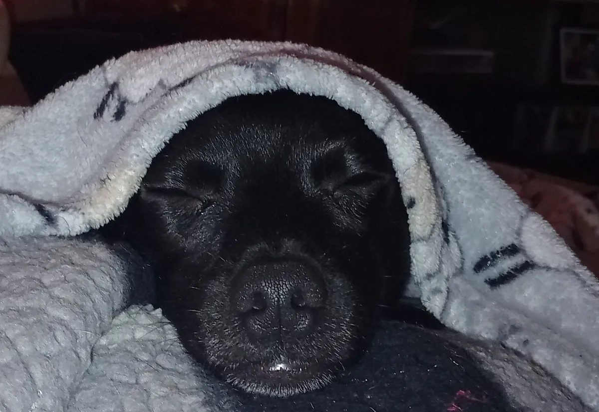 My reason to wake up every morning I love this guy so much his name Ashie-Poo