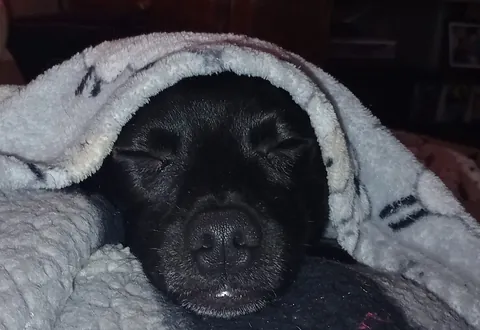 My reason to wake up every morning I love this guy so much his name Ashie-Poo