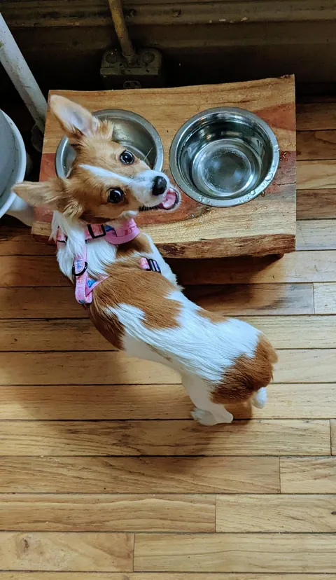 Ladies and gentlemen and all, meet Maxine. Our new 3ish month old Corgi-Chihuahua mix.