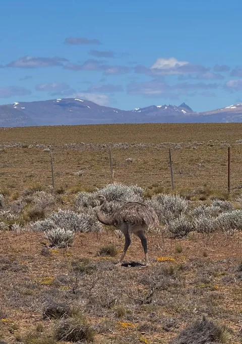 Patagonian region of Argentina 🇦🇷