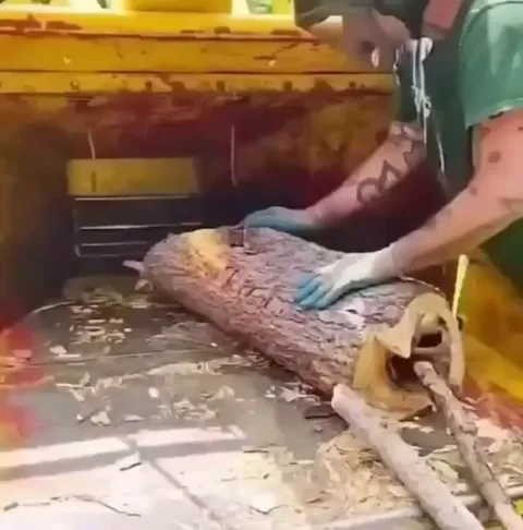 Compassionate individuals rehomed a squirrel that lost its nest due to tree cutting.