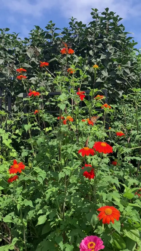My first time growing Mexican sunflower. The monarch butterflies love it 😍