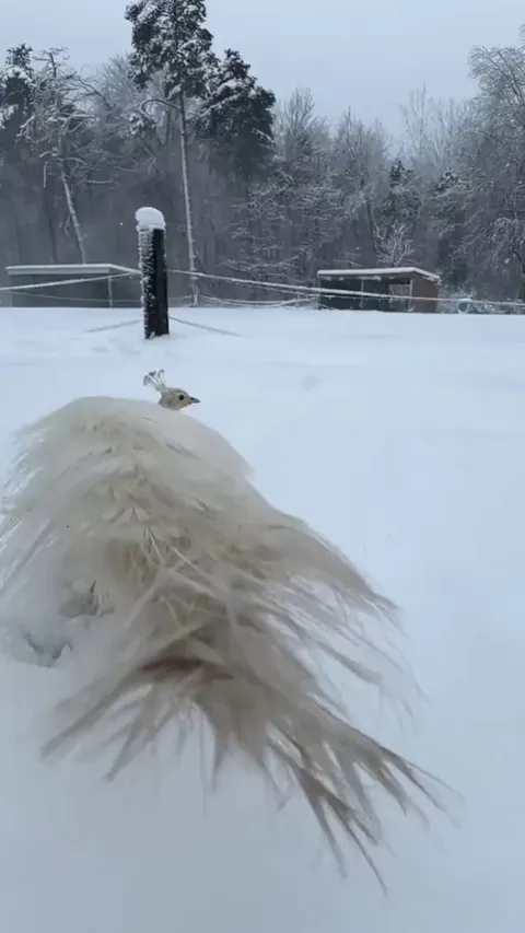 🔥 A white peacock flying in the snow