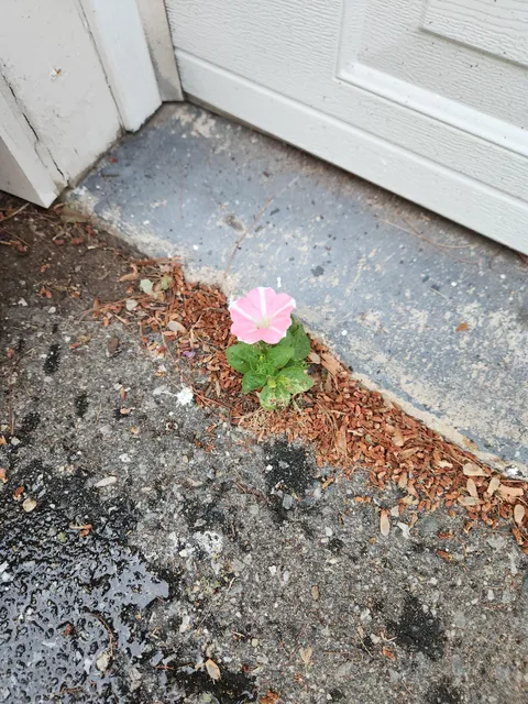 Doing some heatwave watering tonight and noticed this Petunia growing in crack in front of my garage.