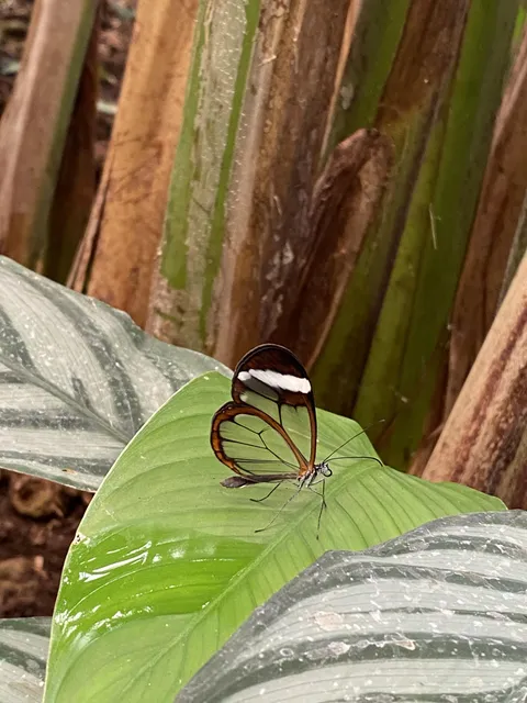 I had never seen a transparent butterfly before.