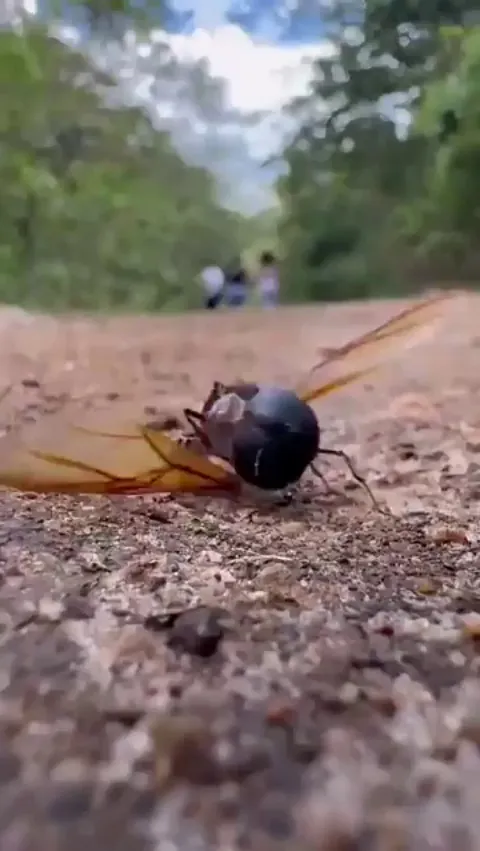 🔥 Queen Ant removes her wings after nuptial flight