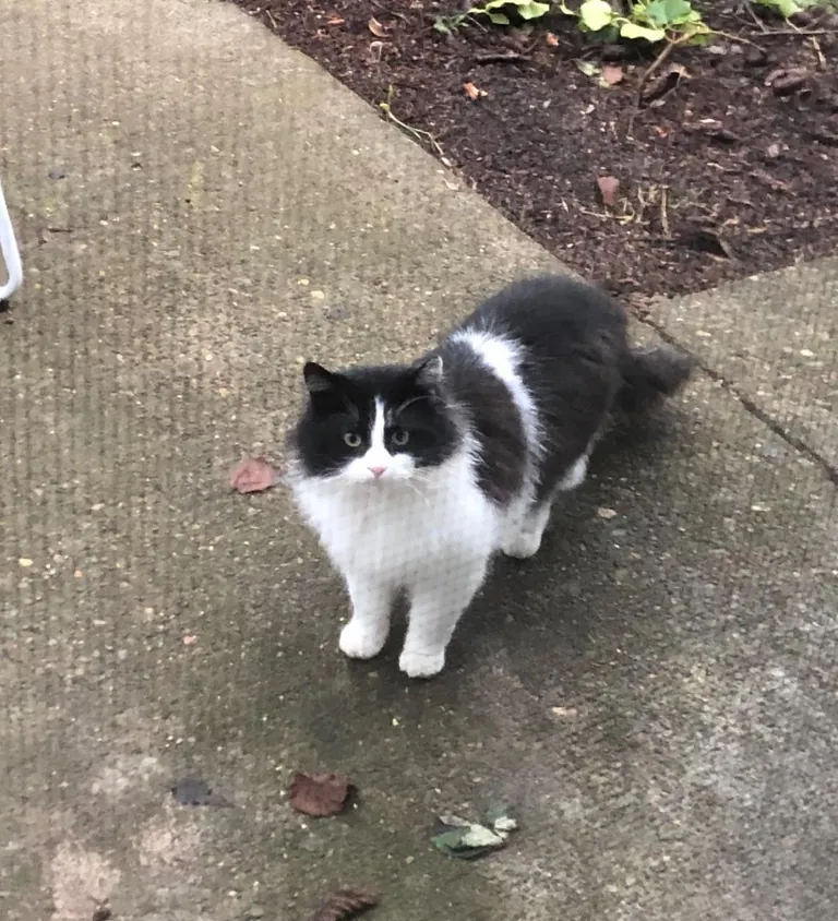 I was followed by a stray cat for 2.5 years, even through a move