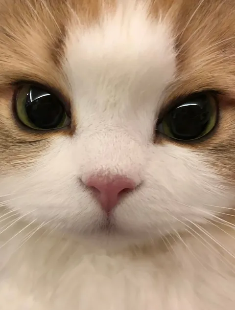 It's treat time 🍬😼