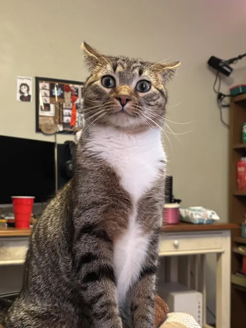 Nudged her away from my chicken alfredo and she looked at me like this 💔