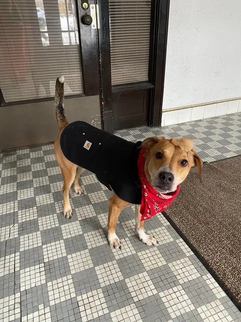 Good Boy w/ a Mohawk