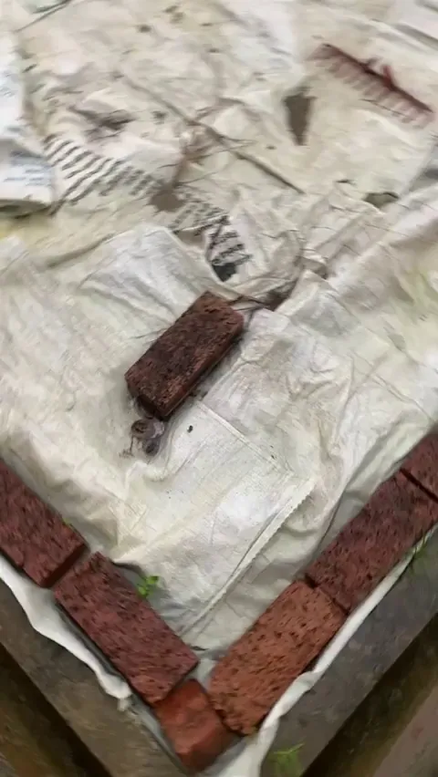 Zombie snail (infected by Leucochloridium paradoxum, a parasitic flatworm)