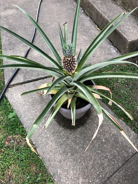 Took 3 years, but you can grow a pineapple in Ohio