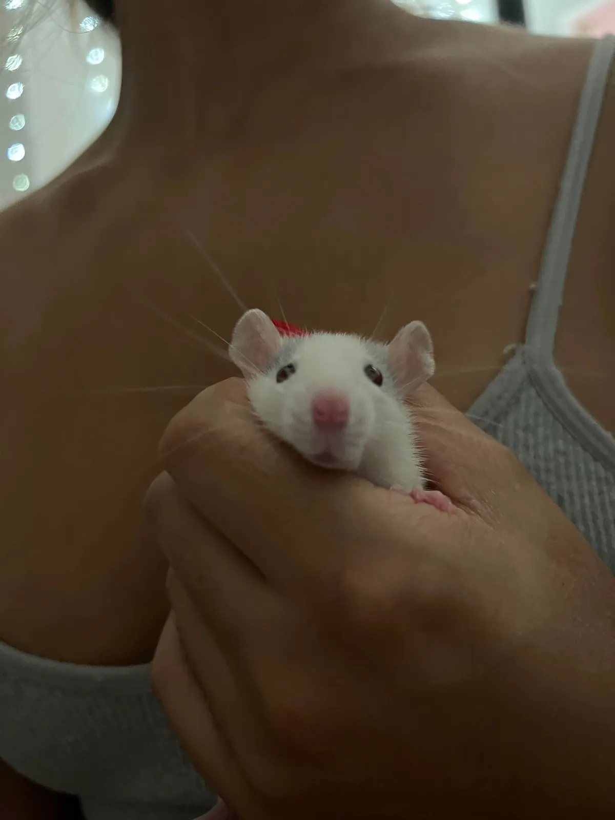 Everyone say hi to Henry