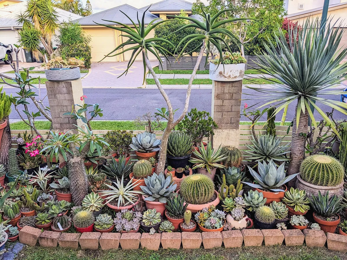 My succulent garden 