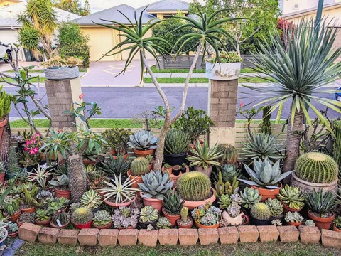 My succulent garden 