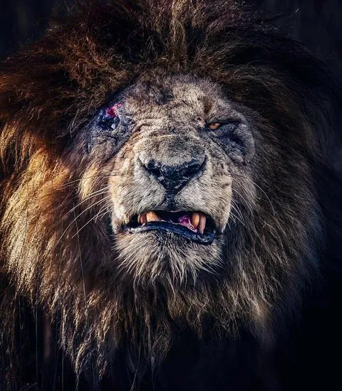 This is Scarface , a legendary lion who ruled the Masai Mara reserve (Kenya) for over a decade alongside his coalition famously known as "Four Musketeers"