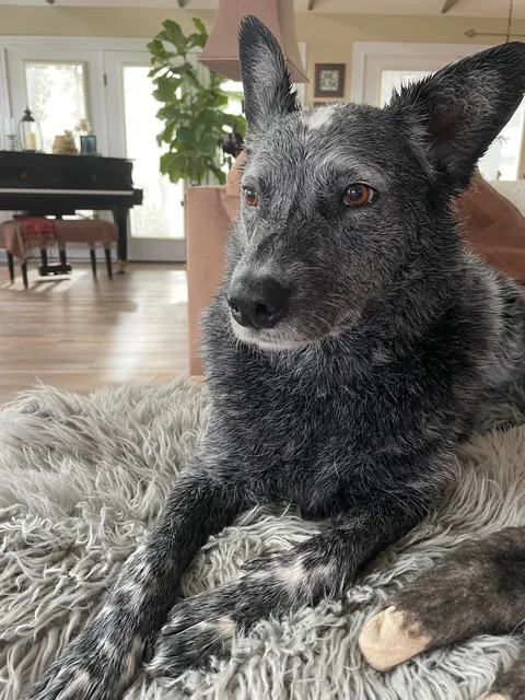 Jack is a very hard-working, handsome boy who herds chickens for a living.