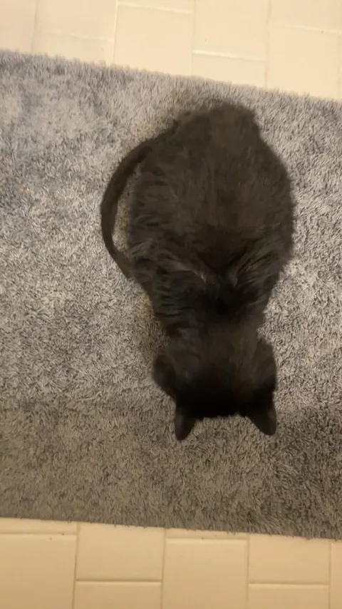 My ugly little 3lb senior kitty