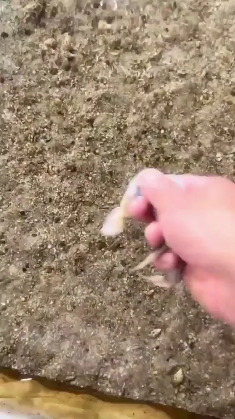 Snails eating a squid
