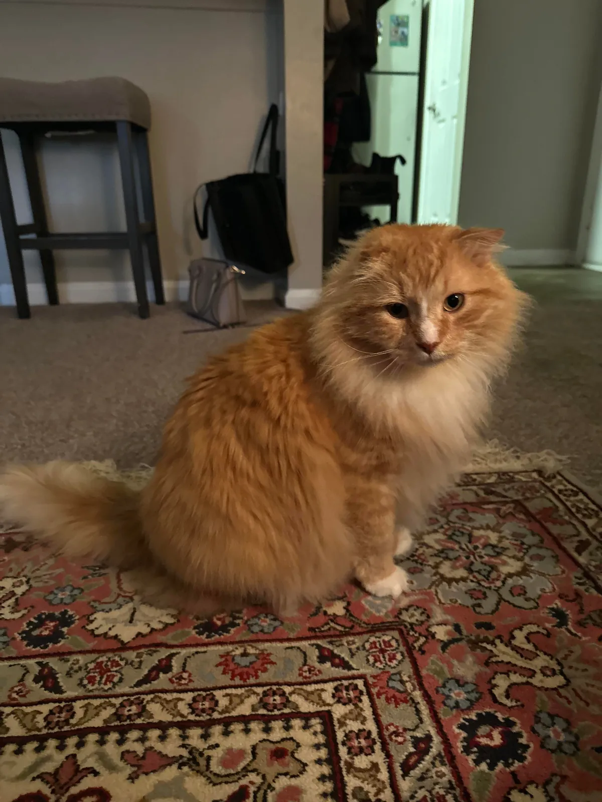 The transformation of Finnegan from forest cat to pampered city kitty