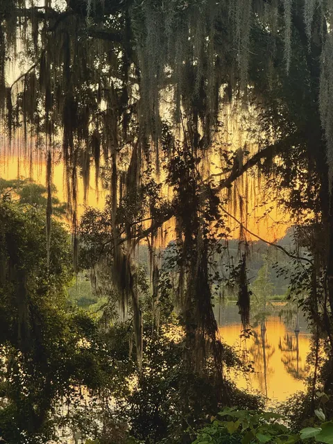 Golden glow through a curtain of Spanish moss in northern Florida (2823x3695)(OC)