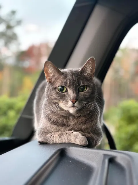 Lola is a truck driver 🚛!! She is 11 years old. 🙂