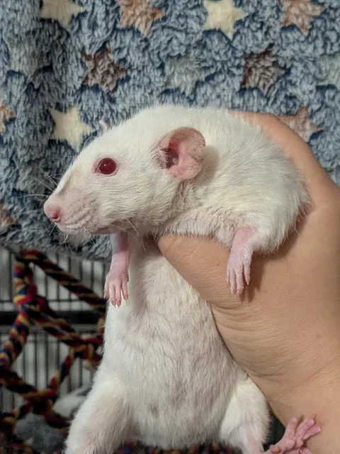 HELP! I overcooked my rat!