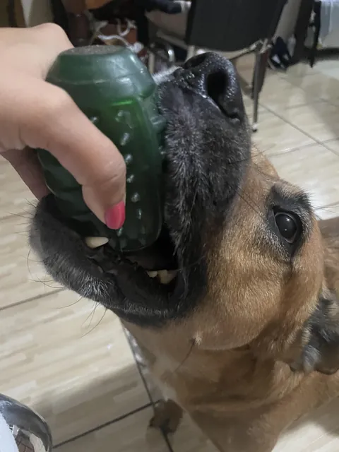 My dog's idea of playtime is to fight for the toy without actually giving it