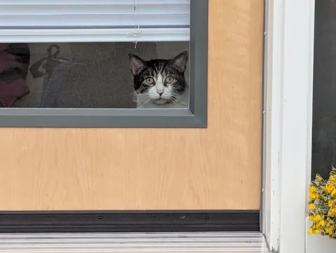 Who needs Flock security when you have Floof Security?