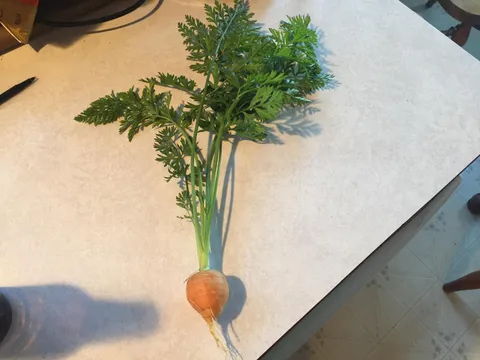 My mom is proud of her first carrot