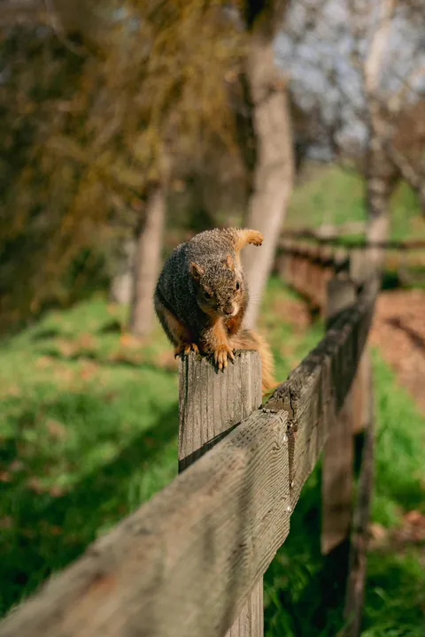 [OC] Found my local superhero squirrel