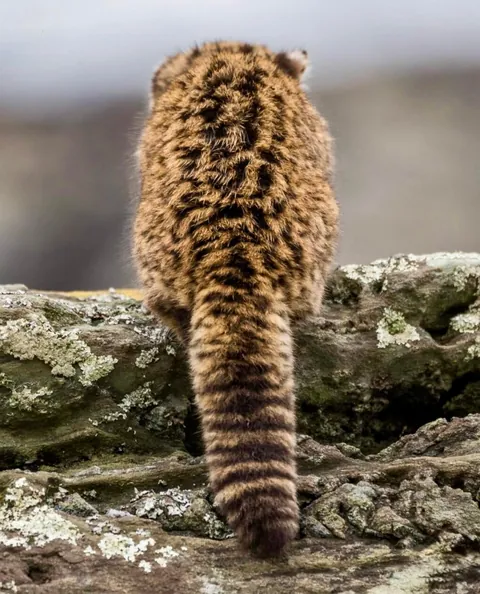 🔥Meet The Kodkod: One of the World's Smallest Wild Cats